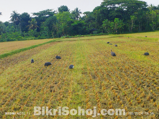 তিতপাখি ও বীজ ডিম